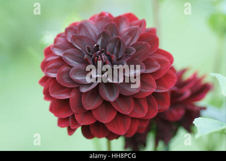 Die dunklen Blumen von Dahlia 'Arabian Night' Stockfoto