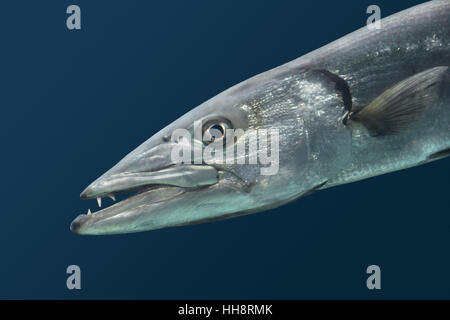 Großer Barracuda - größten barracuda Stockfoto