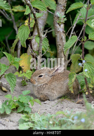 Junge Wildkaninchen (Oryctolagus Cuniculus), Norderney, Ostfriesischen Inseln, Nordsee, Niedersachsen, Deutschland Stockfoto