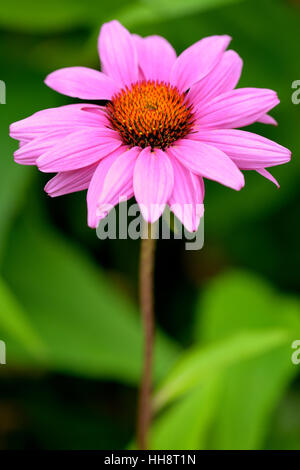 Sonnenhut (Echinacea Purpurea), North Rhine-Westphalia, Germany Stockfoto