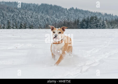 Staffordshire Bullterrier im Schnee laufen Stockfoto