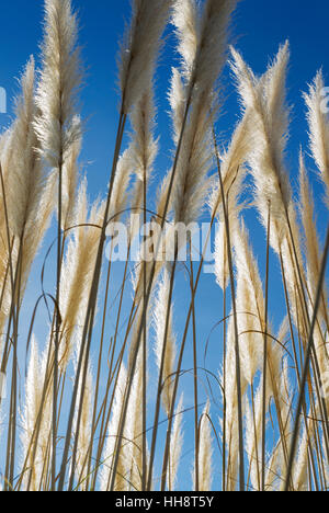 Pampasgras (Cortaderia Selloana), Blumen, Granada, Andalusien, Spanien Stockfoto