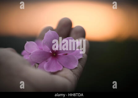 Medizinische Nayantara oder Catharanthus Roseus in der hand Stockfoto