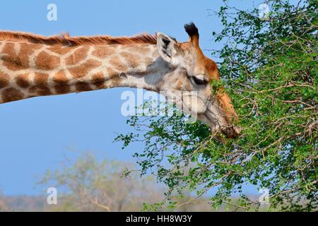 South African Giraffe oder Kap Giraffe (Giraffa Giraffa Giraffa), ernähren sich von Blättern, Krüger Nationalpark, Südafrika Stockfoto