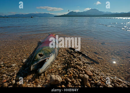 Chum Lachs (Oncorhynchus Keta) tot nach der Laichablage, Kamtschatka, Russland Stockfoto