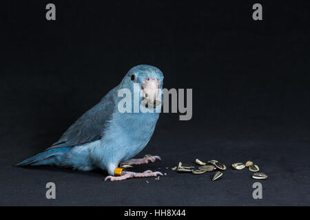 Forpus Vogel, Sittich Essen Sonnenblume Samen Stockfoto