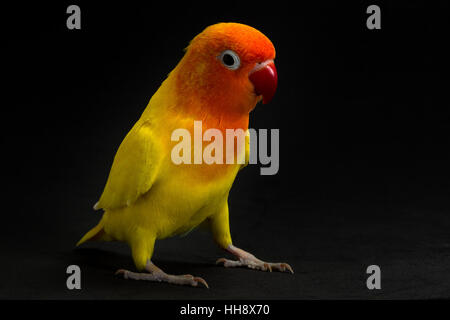 Doppelte gelbe Lovebird, Papagei Vogel Sittich Vogel in schwarzem Hintergrund Stockfoto