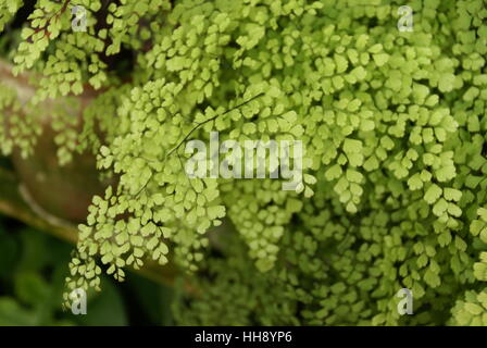 Grünes Blatt mit einem Muster. Stockfoto