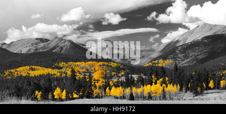 Goldener Baum Blätter eines Sturzes eine schwarz-weiß Panorama-Landschaft-Szene in den Colorado Rocky Mountains aspen Wald Kontrast Stockfoto