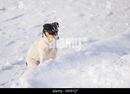 Drei farbige Jack Russell Terrier sitzen auf einer frischen Schnee zögern in Schneewehe zu springen Stockfoto