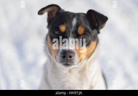 Outdoor-Porträt von drei farbigen Jack-Russell-Terrier gegen weißen Schnee (flachen Dof) Stockfoto