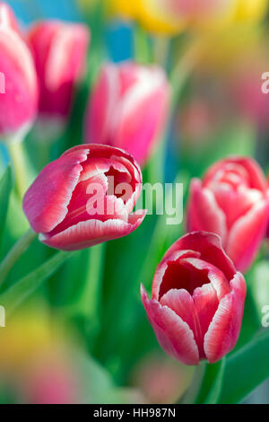 Tulpen im Frühling Blumen fotografiert mit soft-Fokus-Technik Stockfoto