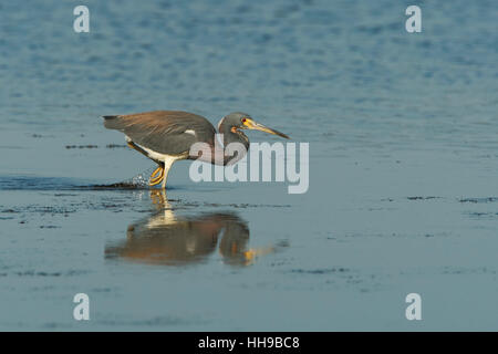 Dreifarbigen Reiher (Egretta Tricolor) laufen im flachen Wasser, Ding Darling NWR, Florida, USA Stockfoto