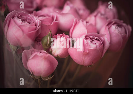 Rosa Rosen-Nahaufnahme Stockfoto