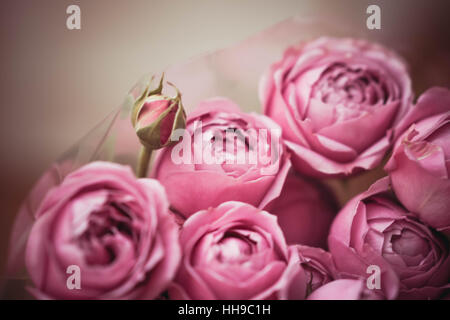 Blumenstrauß aus Rosen close-up Stockfoto