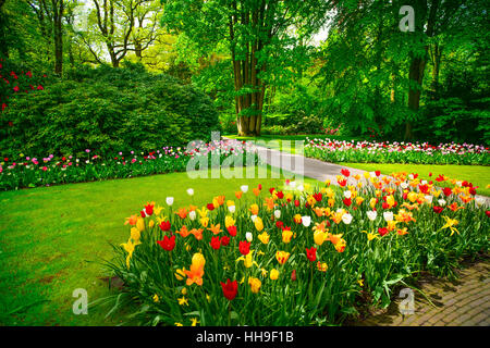 Garten im Keukenhof, Tulpe Blumen und Bäumen im Hintergrund im Frühjahr. Niederlande, Europa. Stockfoto