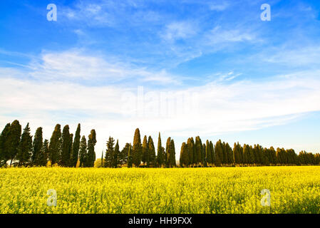 Bolgheri berühmten Zypressen Bäumen Boulevard und gelben Bereich. Maremma, Toskana, Italien, Groβpolen Boulevard ist berühmt für Carducci Gedicht. Stockfoto