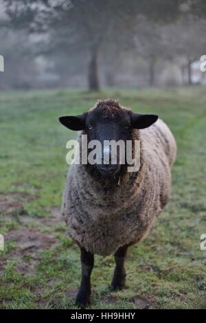 Ein Schaf stehend in einem nebligen Feld. Stockfoto