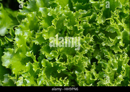 Lose Blätter Kopfsalat wachsen in einem Garten Salat. Stockfoto