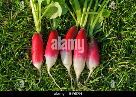 Reihe von frisch gepflückt und gewaschen Salat Radieschen, verschiedene Französisch Frühstück, Raphanus Raphanistrum Sativus. Stockfoto