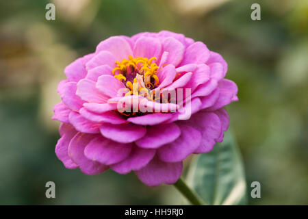 Rosa Zinnia Blume Closeup - USA Stockfoto