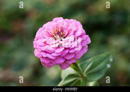 Rosa Zinnia Blume Closeup - USA Stockfoto