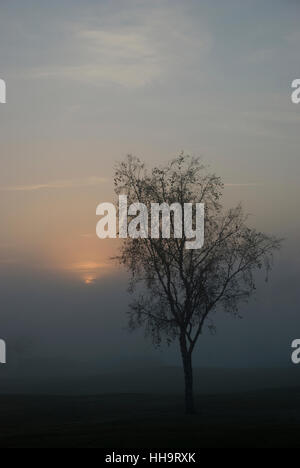 Einsamer Baum im Nebel mit untersetzter Sonne hinter und der Baum als Silhouette Stockfoto