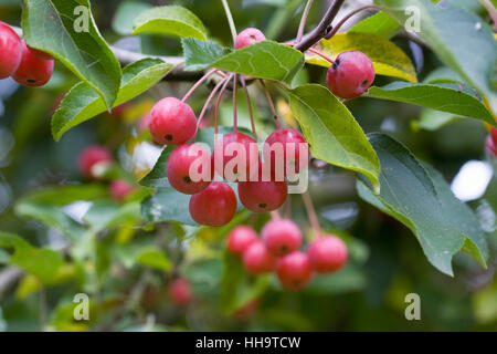 Malus Hupehensis. Holzäpfel, wächst in einem englischen Obstgarten. Stockfoto