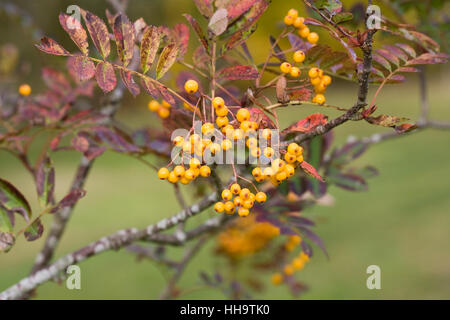 Sorbus 'Wisley Gold' Beeren im Herbst. Stockfoto