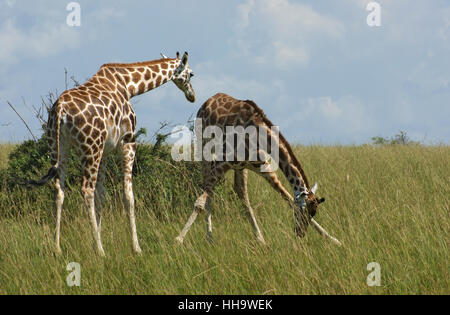 Afrika, Giraffe, Uganda, schön, beauteously, schön, Tier, Säugetier, Afrika, Stockfoto