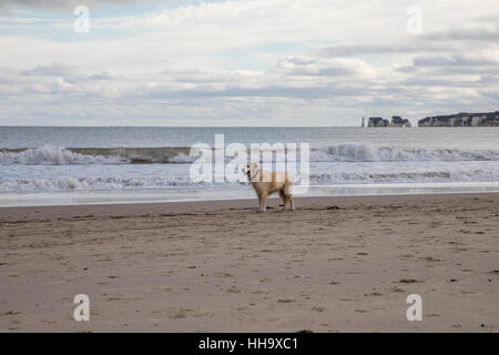 Hund golden Retriever spielen am Strand mit Wellen Stockfoto