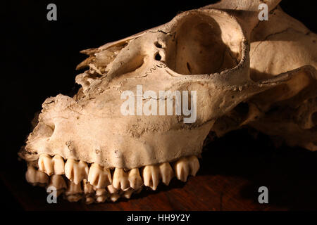 Säugetier, Usa, Schädel, beängstigend, Knochen, Hirsch, Tod, Zähne, Nacht, Nacht, Stockfoto