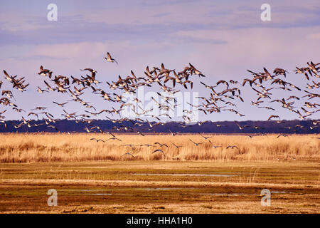 Herde von Kanada Gänse am Abend Stockfoto