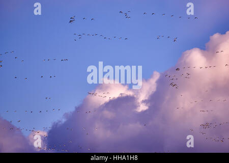 Herde von Kanada Gänse am Abend Stockfoto