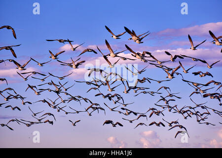 Herde von Kanada Gänse am Abend Stockfoto