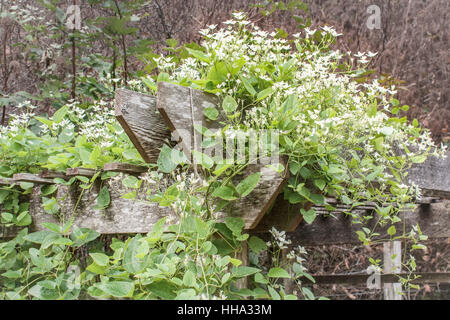 Eine weiß blühende Clematis-Rebe blüht auf einem verwitterten Zeder Laube. Stockfoto