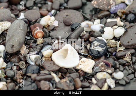 Farbsteine Muscheln und Algen an der Küste, abstrakte Natur Hintergrund Stockfoto