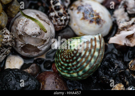 Farbsteine Muscheln und Algen an der Küste, abstrakte Natur Hintergrund Stockfoto