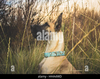 Rehbraunen Dogge Weibchen in Grünland Feld bei Sonnenuntergang. Stockfoto