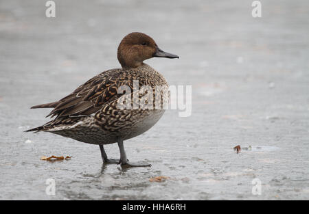 Eine weibliche Pintail (Anas Acuta) stehend auf einem zugefrorenen See. Stockfoto