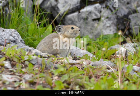 Rocky Mountain Pika - Ochotona princeps Stockfoto