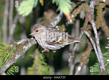 Pine Zeisig - Spinus pinus Stockfoto