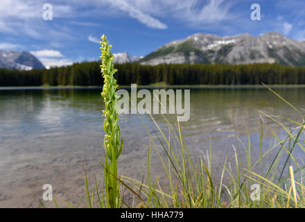 Nördlichen Knabenkraut - Platanthera Hyperborea wachsen neben Marl See, Peter Lougheed Provincial Park, Kananaskis Stockfoto