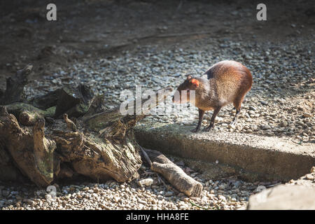 Mongolische Rennmaus gehalten golden Agouti im Zoo von Pistoia in Italien Stockfoto