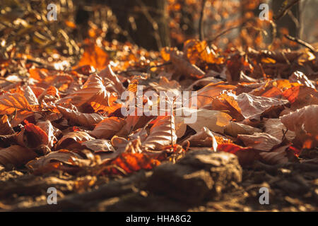 Laub im Herbst Stockfoto