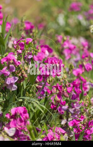 Hell rosa wilde Wicke Blumen in der Sommersonne Stockfoto