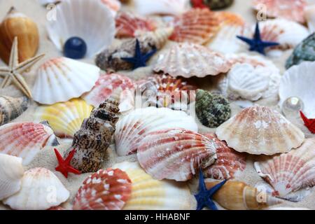 Muscheln und Schnecken Stockfoto