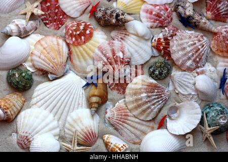 Muscheln und Schnecken Stockfoto