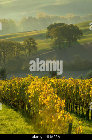 Am frühen Morgen Blick über Weinberge und die Landschaft des Val d ' Orcia in der Nähe von San Quirico d ' Orcia, Toskana, Italien Stockfoto