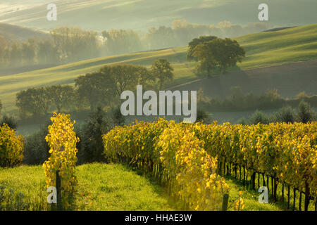 Am frühen Morgen Blick über Weinberge und die Landschaft des Val d ' Orcia in der Nähe von San Quirico d ' Orcia, Toskana, Italien Stockfoto